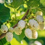 Moruša biela (Morus alba) ‘DOLCE VITA’ - výška 25-30 cm, kont. C1,5L